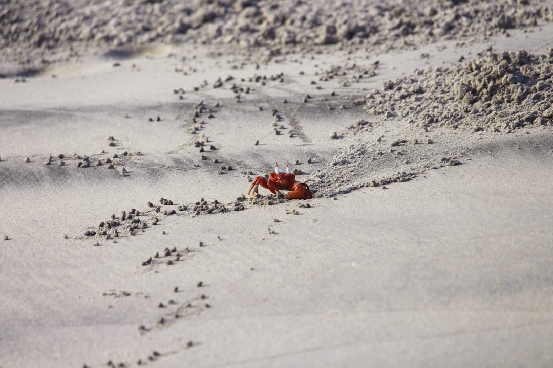 Photo Red crab