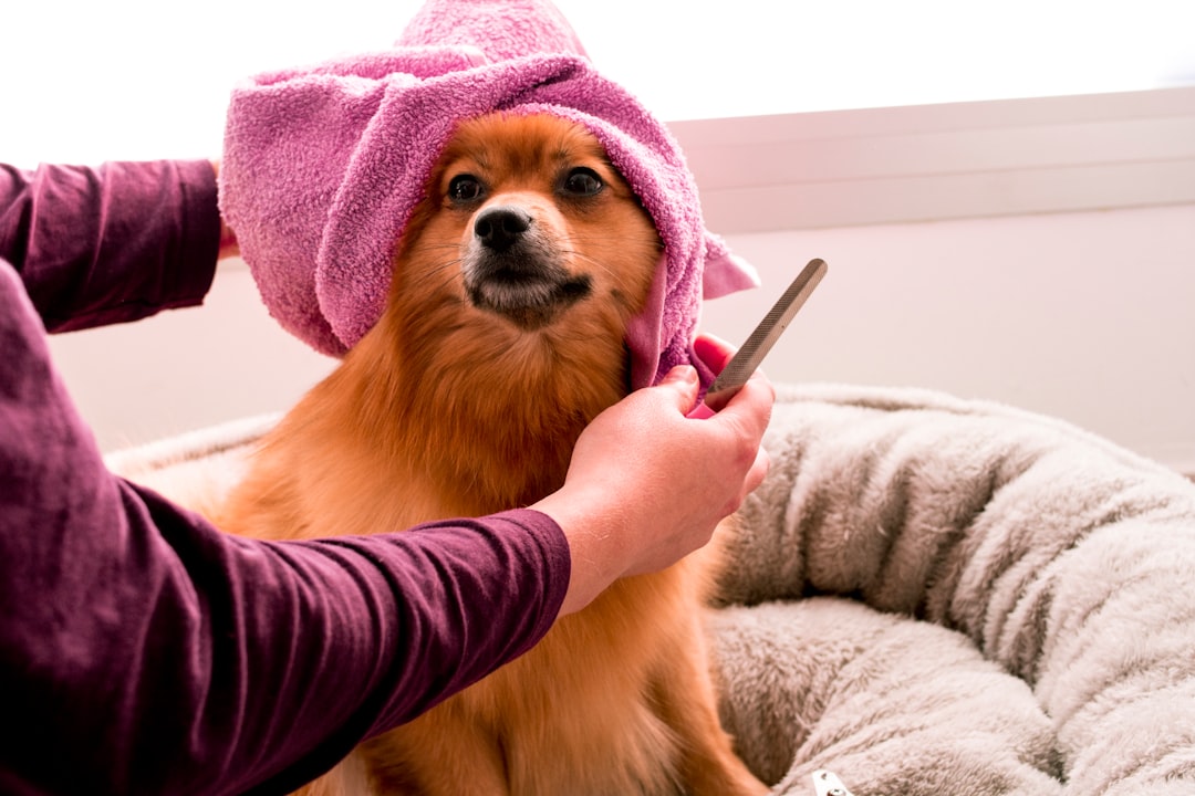 Photo dog, veterinarian